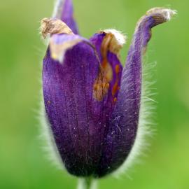 A Sapphire in the Rough